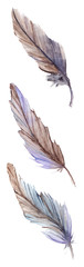 Watercolor gray grey blue violet brown feather set isolated