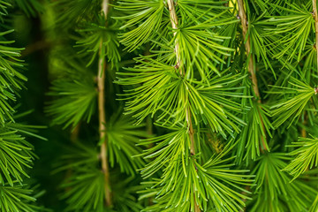 Conifers photographed in nature
