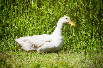 White Farm Duck