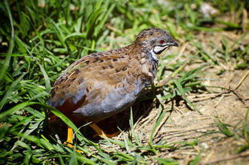 Quail in Grass