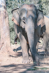 Fototapeta premium An Indian elephant