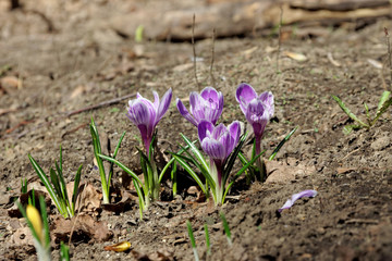 Violet flowers of crocus in early May