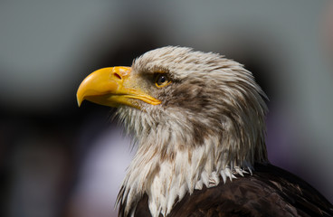 Adler