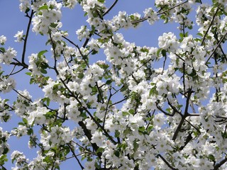 beautiful and different plants