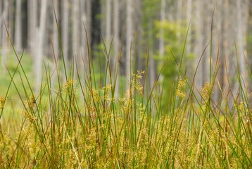 beautiful and different plants
