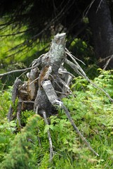 different shapes of the trees