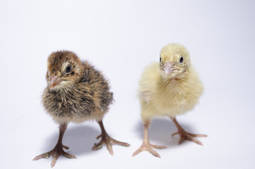 coturnix on a white background
