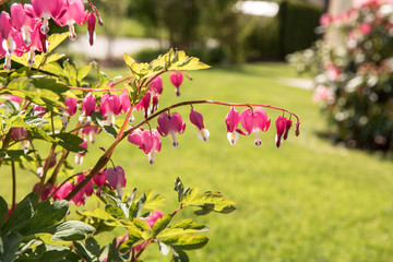 Tränendes Herz vor grünem Hintergrund bei Sonnenschein - Lamprocapnos  Spectabilis
