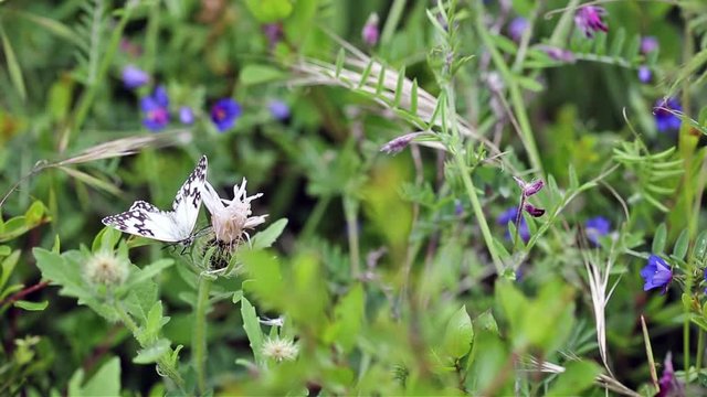 green vegetation with wild flowers and a butterfly in spring