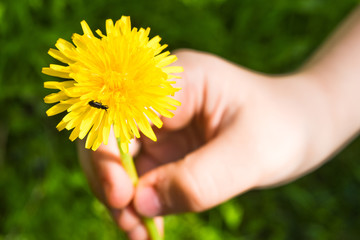 Child hand giving a dandelion on which the beetle sitting