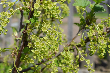 blooming white currants, its flowers are green