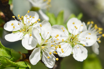 plum flowers blossoming in the spring, toning, soft focus, closeup