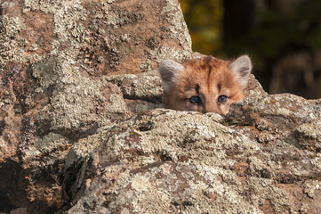 Female Cougar Kitten (Puma concolor) Peeks Out from Rocks