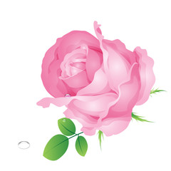 Vector pink roses on a white background