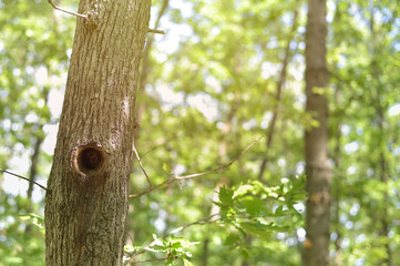 Hollow on the tree with wild animal inside