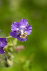 Geranium Pratense, Meadow Cranesbill