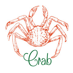 Sketch of large japanese snow crab