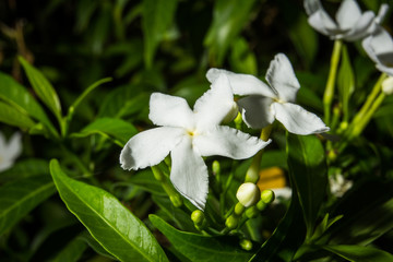 Jasmine