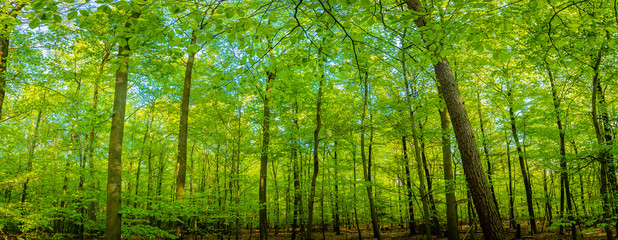 Wald