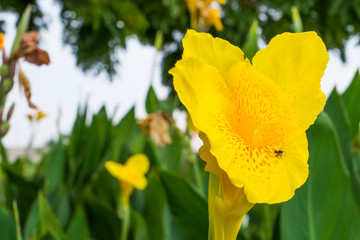 Obraz premium CANNACEAE 