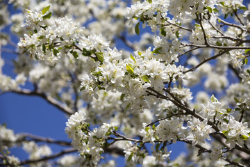 White crabapple tree in spring
