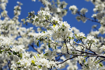 White crabapple tree against blue sky