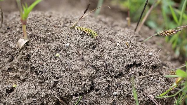 thousands of ants in panic in nature