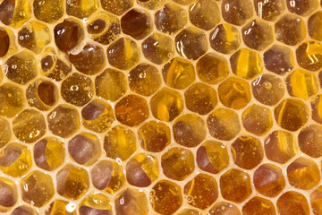 honeycomb isolated