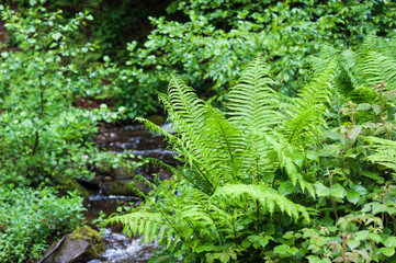 Green fern in the ofrest