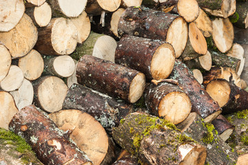 Pile of firewood