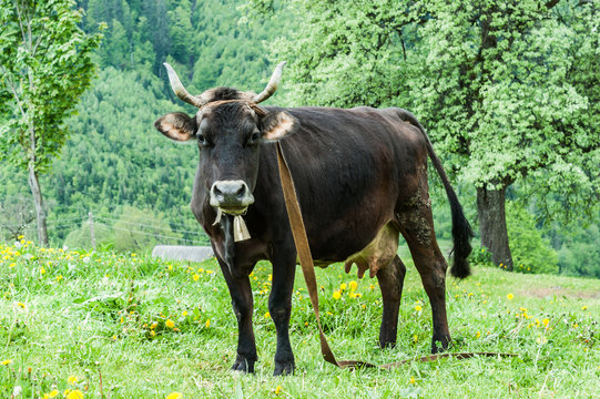 Cow on mountains