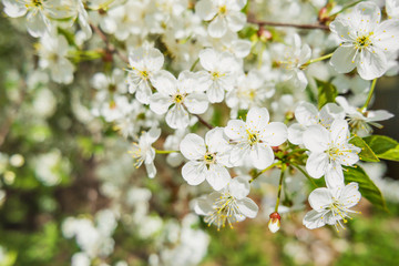 Natural spring background with cherry flowers. Selective soft focus.