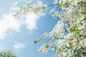 Natural spring background with cherry flowers. Selective soft foсus.