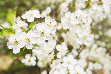 Natural spring background with cherry flowers. Selective soft focus.