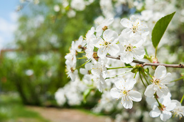 Natural spring background with cherry flowers. Selective soft focus.