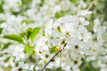 Natural spring background with cherry flowers. Selective soft focus.