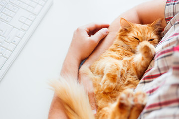 Happy cute ginger cat lying on the desk next to the keyboard. Man strokes sleeping pet. Cozy...