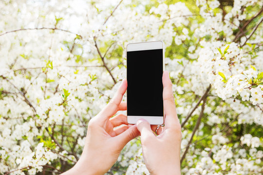 Woman takes photos of cherry blossom on a smartphone. Spring natural background, good for mock up.