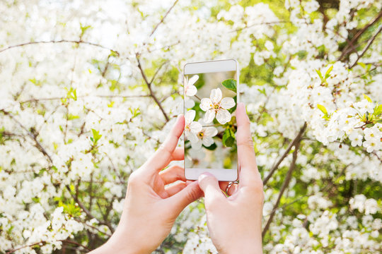 Woman takes photos of cherry blossom on a smartphone. Spring natural background