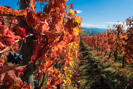 Italian vineyard in autumnal foliage and Sagrantino grapes