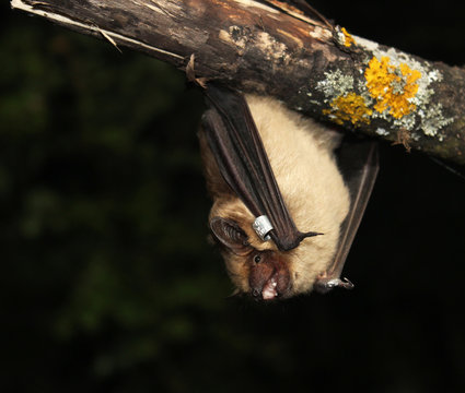 Serotine bat (Eptesicus serotinus) hanging upside down