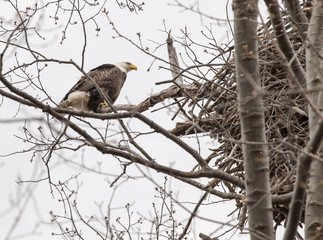 Bald Eagle Watching The Nest: A mature Bald Eagle watching its nest from a nearby branch on the Hudson River