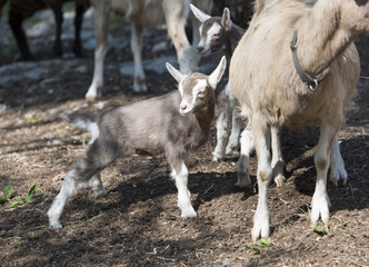 Obraz premium Mother and Baby Goat: A Toggenburg kid goat stands close to her mother as a sibling stands behind