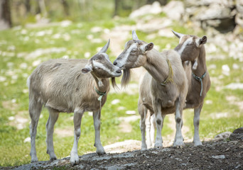 Naklejka na ściany i meble Animal Friends: A pair of Toggenburg goat touching their muzzles in New York's Hudson Valley