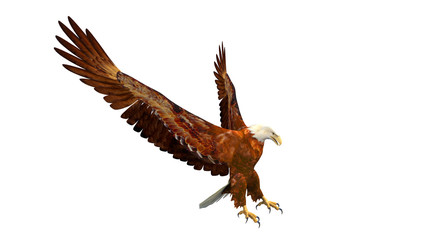Eagle landing, bird of prey isolated on white background