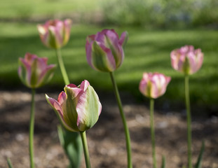 Pink and Green Tulips: A group of pink and green tulips lit by the sun in a home flower garden