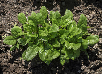 Baby Spinach Bunch: A bright green bunch of baby Spinach in the soil of an organic home vegetable garden in the Hudson Valley