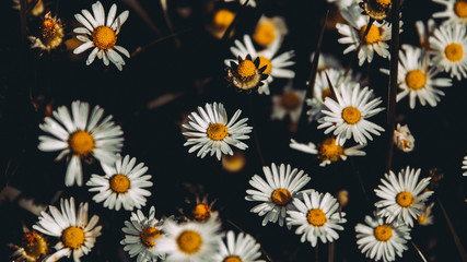 Closeup of daisy in garden. Bellis perennis © Fotolia Premium