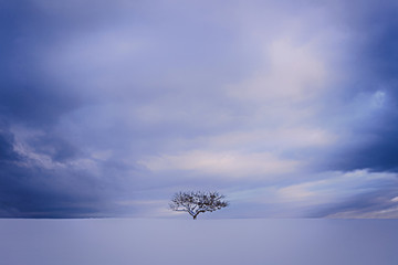 Tree Alone in the snow. Composition minimalisme