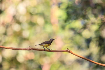 Olive-backed sunbird, Yellow-bellied sunbird